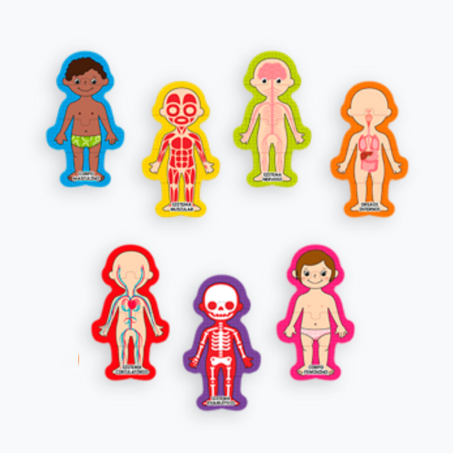Corpo Humano de Encaixe - Majoca Colorê Brinquedos Educativos